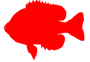 Bluegill sunfish silhouette