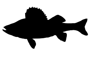 Yellow perch silhouette