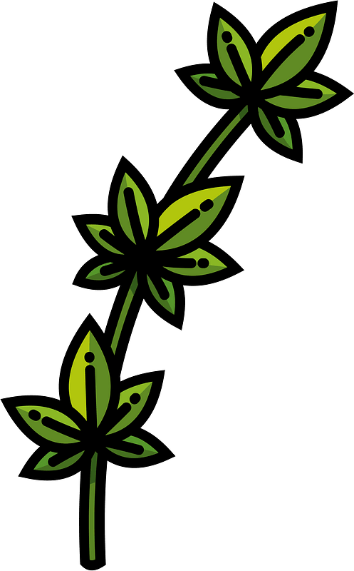 Thyme