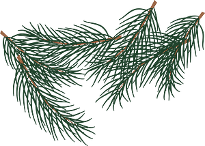 Christmas Tree Branches
