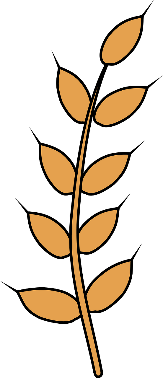 小麦