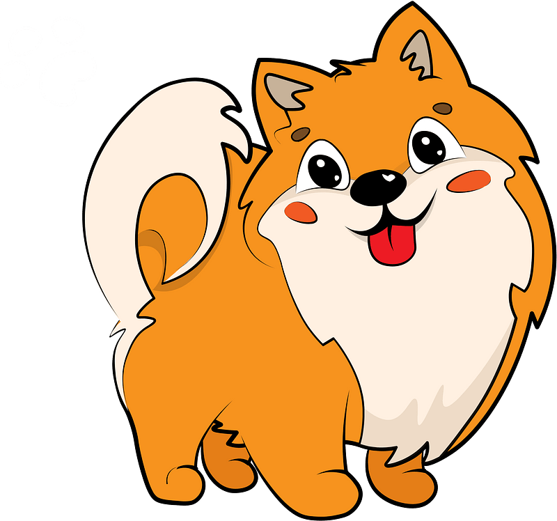 Pomeranian Puppy