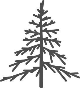 Spruce Tree