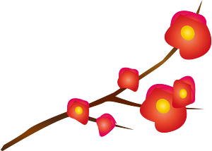 apricot blossom