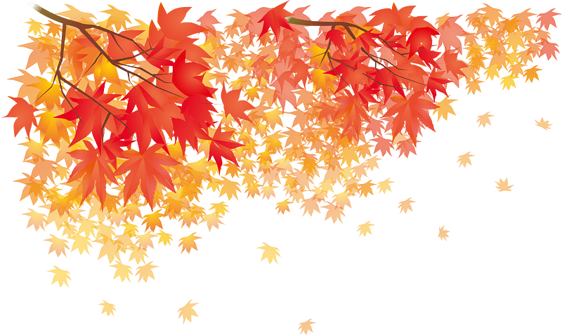 Autumn Leaves Maple