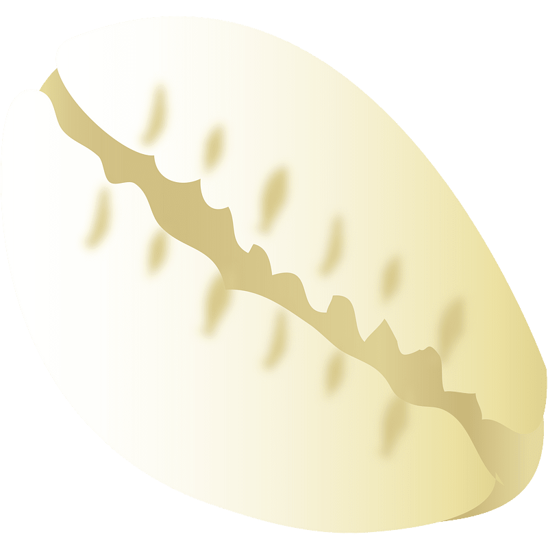 Beach Shell