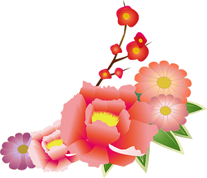 cherry apricot blossom