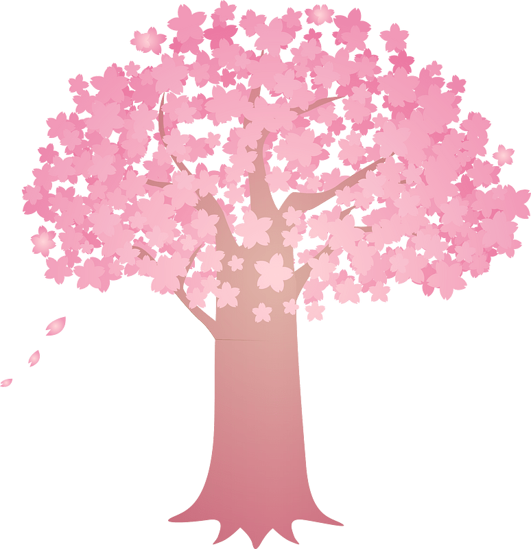 cherry blossoms