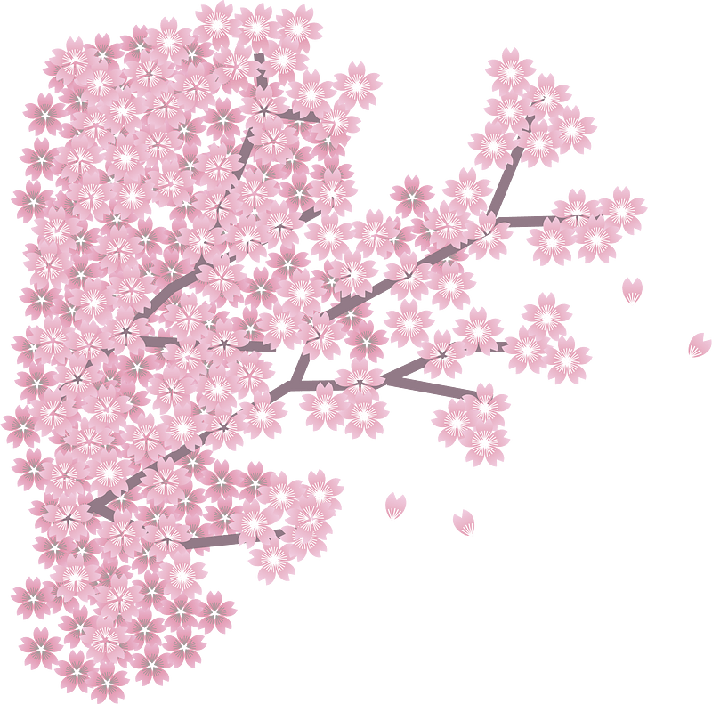cherry blossoms