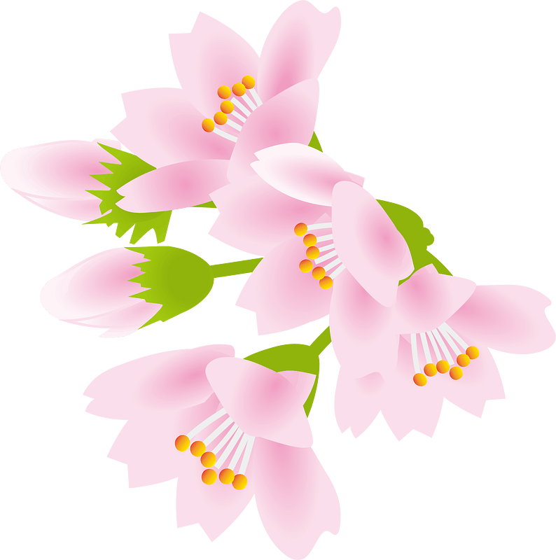 Cherry Blossoms