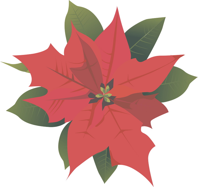 christmas poinsettia
