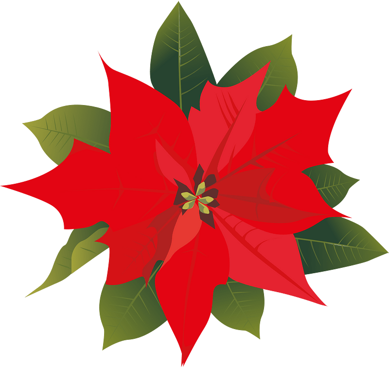 christmas poinsettia