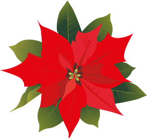 christmas poinsettia