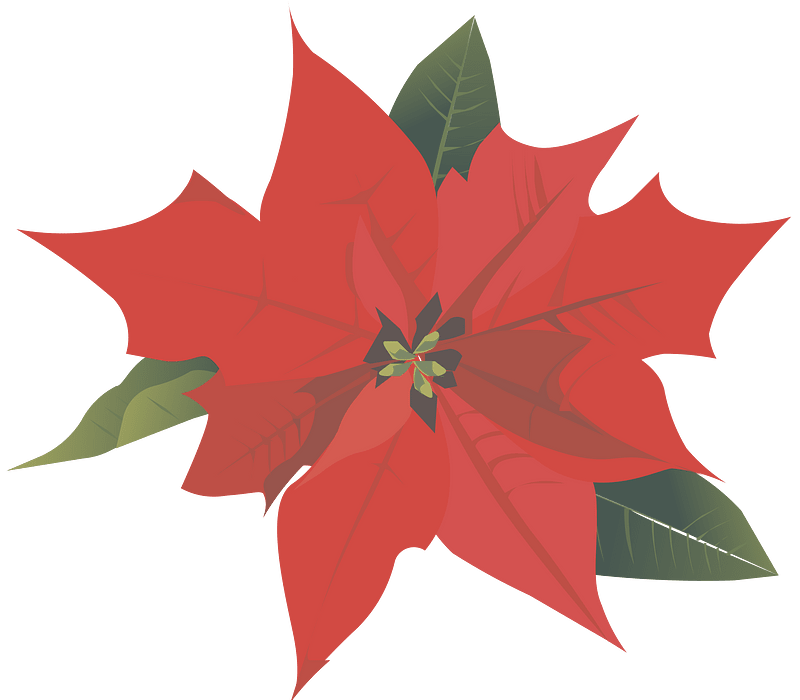 christmas poinsettia