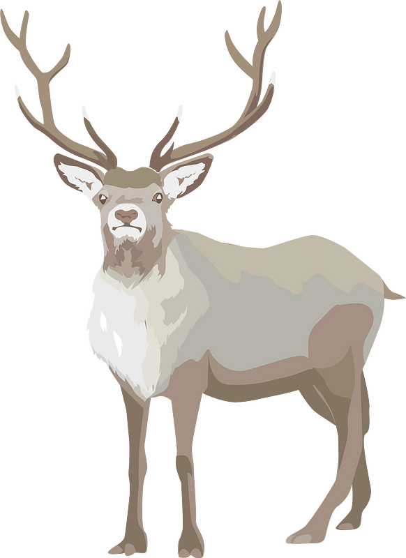 christmas reindeer