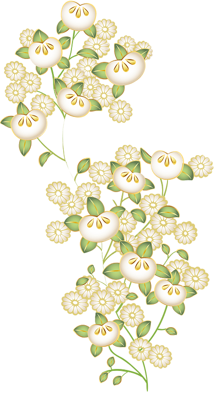citrus tachibana chrysanthemum