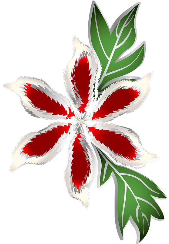clematis florida flower