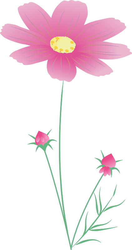 cosmos flower autumn