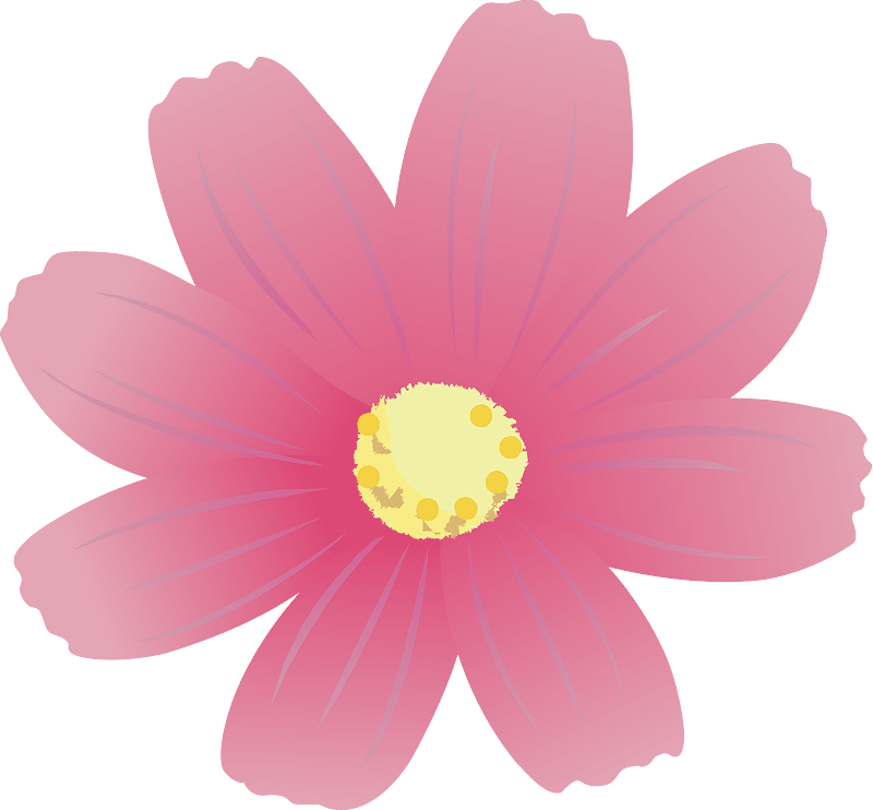 cosmos flower autumn