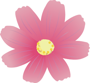 cosmos flower autumn