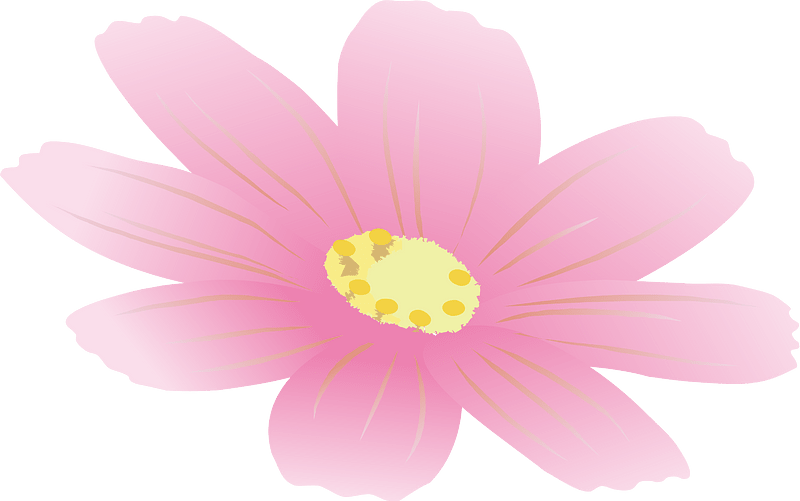 cosmos flower autumn
