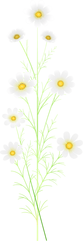 cosmos flower autumn
