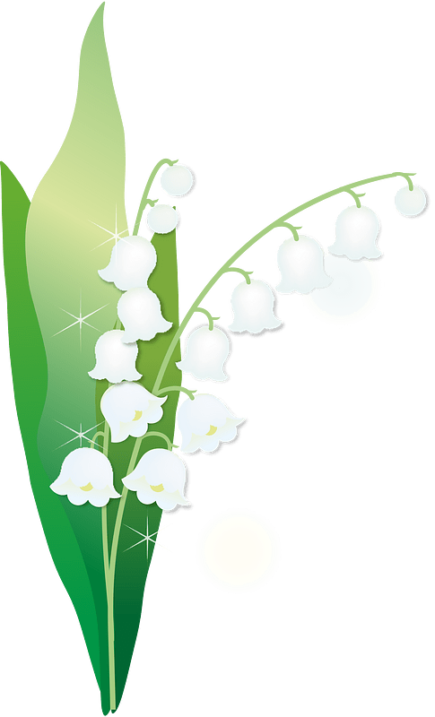 Lily of the valley
