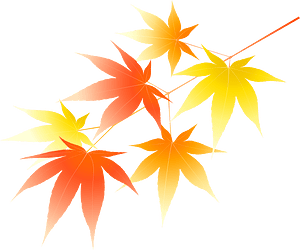 Maple leaves