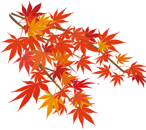 Maple leaves