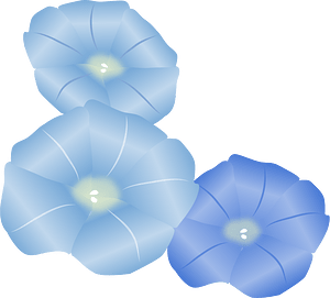 Morning glory flowers