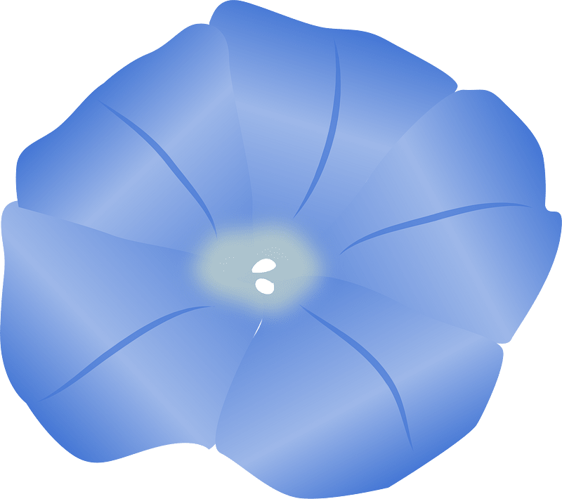 Morning glory