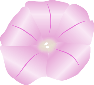 Calystegia