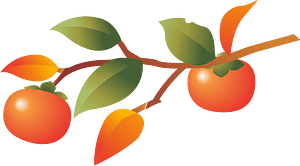 Persimmon