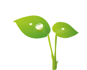 Sprout
