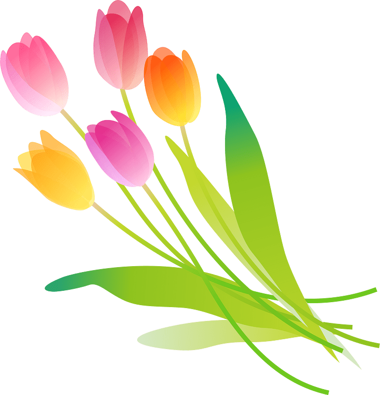 Tulips