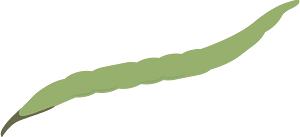 Vegetable