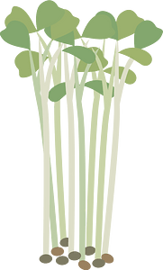 Vegetable
