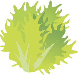 Vegetable