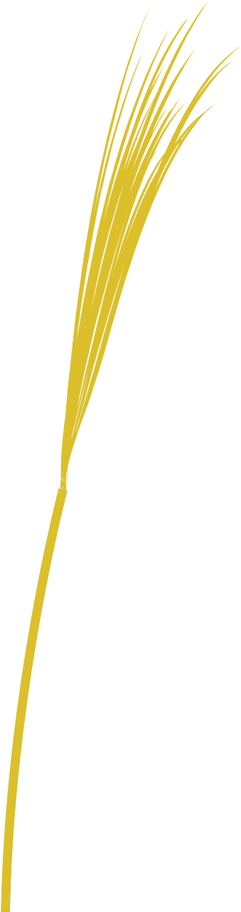 Wheat sprout
