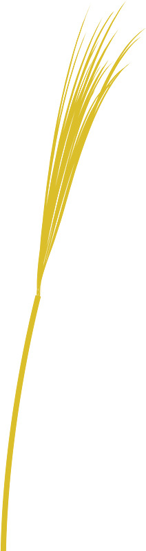 Wheat sprout