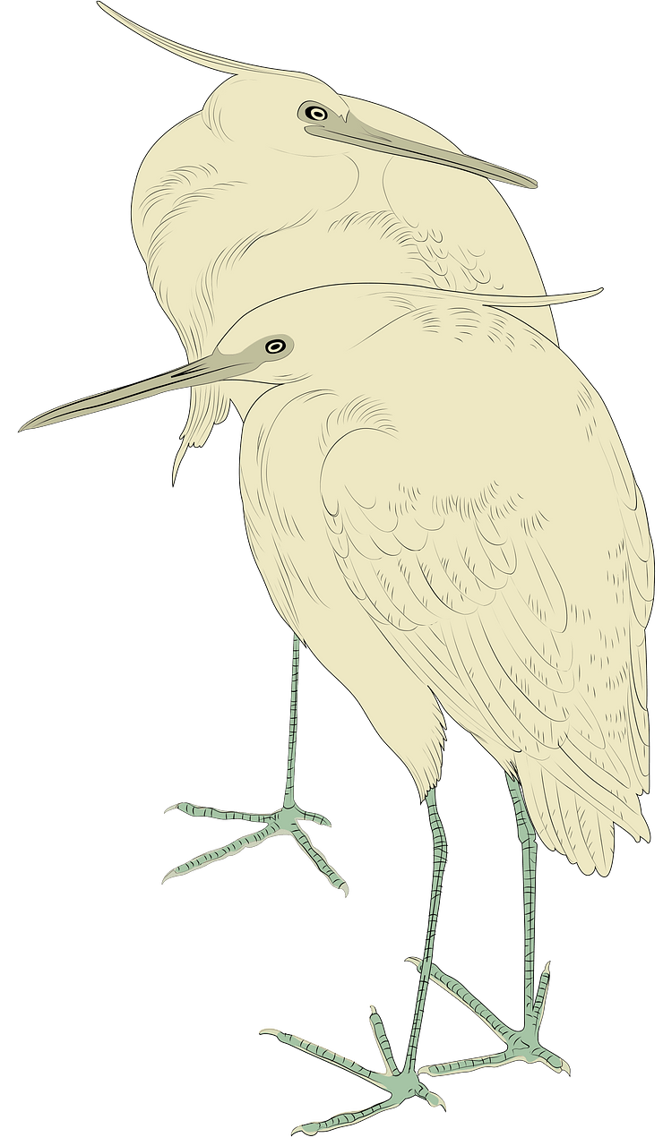 Egret bird