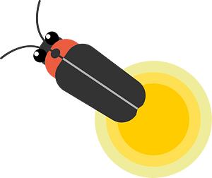 Firefly grass insect