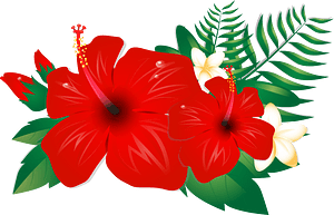 芙蓉