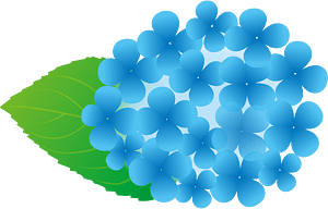 Hydrangea flower