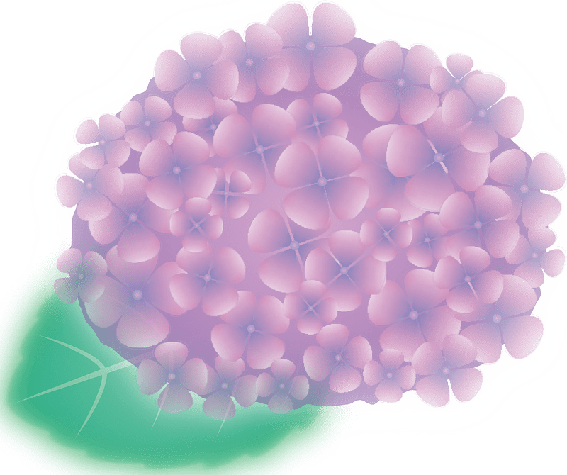 Hydrangea flower