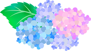 Hydrangea flower