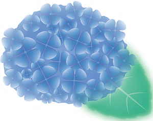 Hydrangea flower