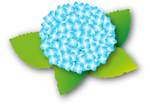 Hydrangea
