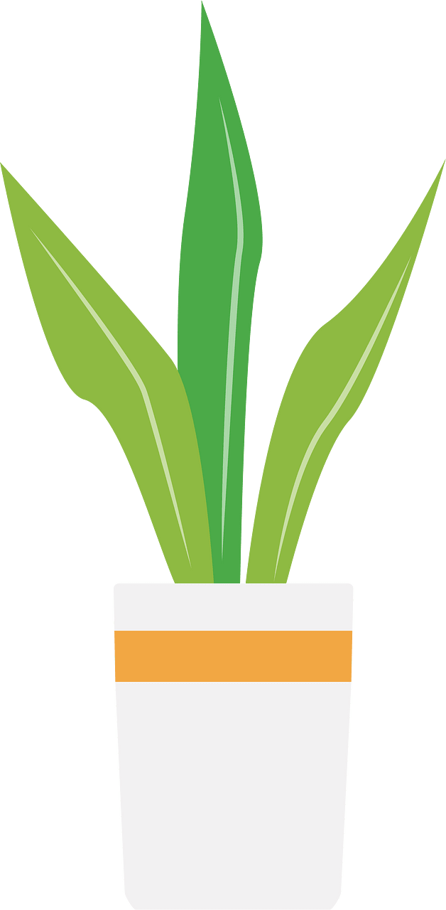 Indoor plant