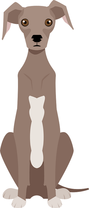 格雷伊獵犬